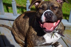 1yr Old American Bull Dog/American Staffordshire girl looking for her furever home!