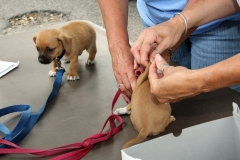 Enriching_animals_lives_in_Camden_with_vaccines