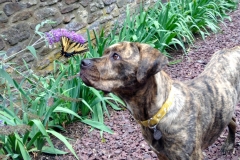 maggie-butterfly