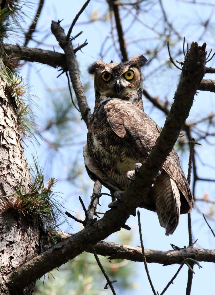 Dickens, Rescue of a Great Horned Owl - Set Free at Last - NJ Aid For ...